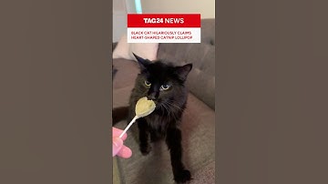 Black cat hilariously claims heart-shaped catnip lollipop 🍭