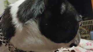 2024年5月13日 by pug boston terrier bros. 65 views 8 days ago 39 seconds