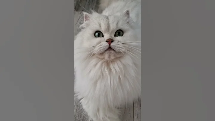 Video 1349131: white british longhair cat, british longhair silver, beautiful british longhair, britishlonghair cat, longhair boy
