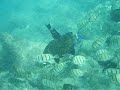 Poipu Beach Hawaii Tropical Fish Snorkeling Z33WP Fuji