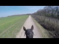 Trail ride on a thoroughbred with full speed gallop