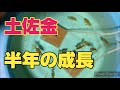 半年前の土佐金の動画が出てきました！今と比較してみよう✨