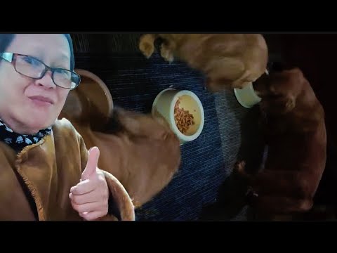 FEEDING MY FUR BABIES #highlights - YouTube
