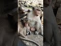 Wildlife monkeys in Amber troop #babyanimal #babymonkey #babyprimate