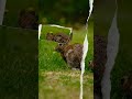 Królik florydzki / Cottontail rabbit