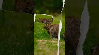 Królik florydzki / Cottontail rabbit