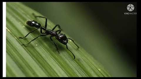 Class - V -EVS - CH 5  - The Awesome Five