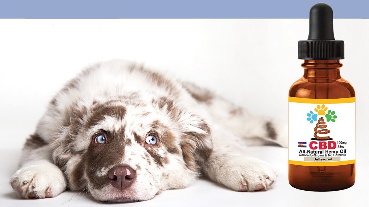 CBD oil dog separation anxiety YouTube