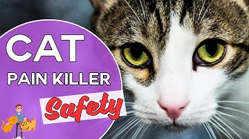 Is Metacam Safe for Cats? (reducing pain killer side effects in cats)