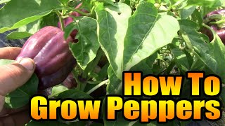 How to Grow Peppers