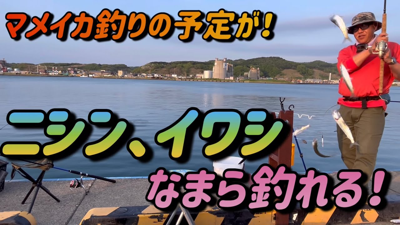 なまら釣れる！留萌港でニシン・イワシ爆釣！