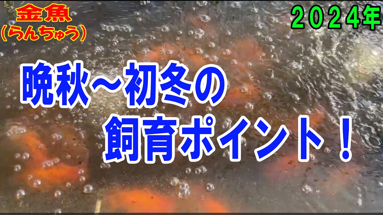 らんちゅう他 hqdefault.jpg