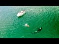 Inquisitive Orca Interacts With & Blows Bubble At Kneeboarder