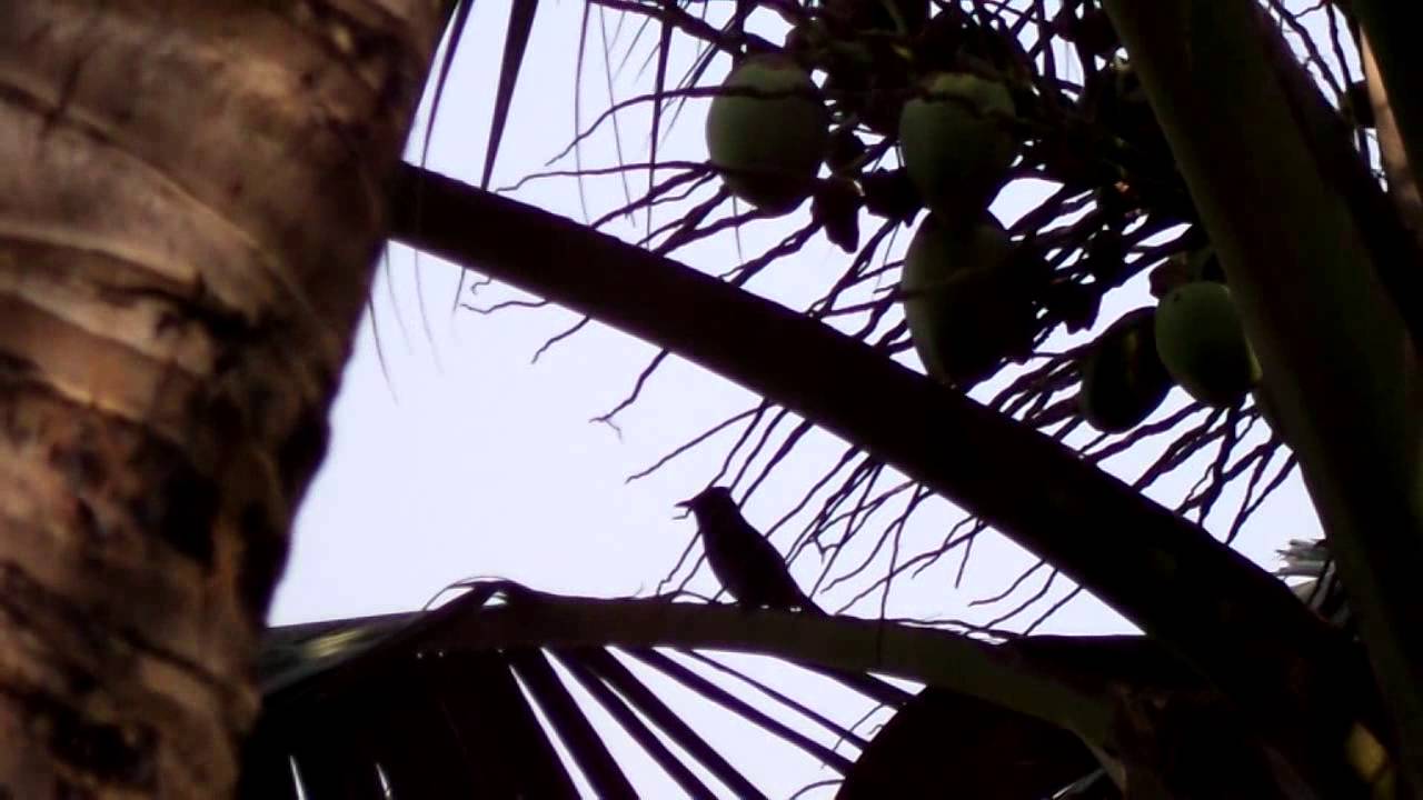 Bengal Small Bird Bulbul Singing on the Coconut Tree.