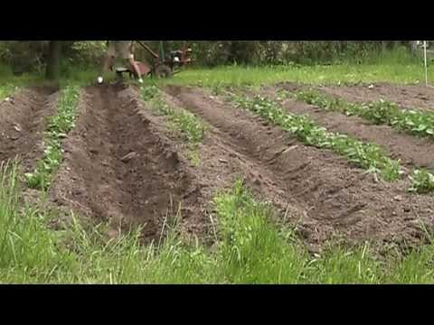 Troy Bilt Rototiller Hilling Potatoes With Hiller Attachment You Troy Bilt Rototiller Hilling Potatoes With Hiller Attachment