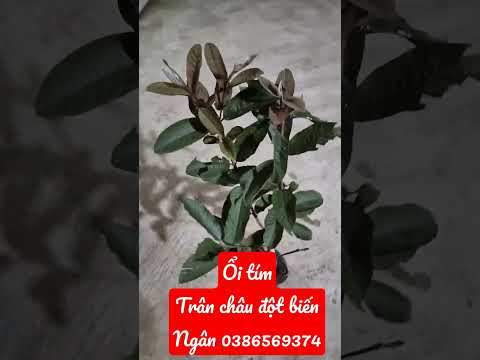 Video Ổi tím trân châu đột biến - Ngọc Ngân Bến Tre... - youtube