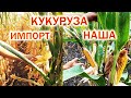 ЧЬЯ КУКУРУЗА 🌽 ЛУЧШЕ ? НАША ✔ или ИМПОРТНАЯ демо-поля 2020 #пивиха #хотин #бурштин #кукурузасингента