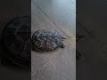 my turtle 😛