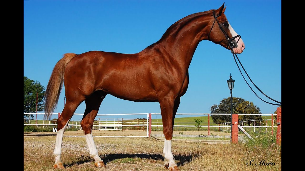 Yeguada Javier Bolao