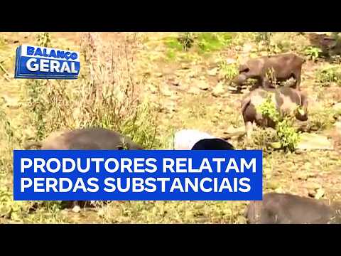 Wild boars destroy crops and cause losses for farmers in rural São Paulo