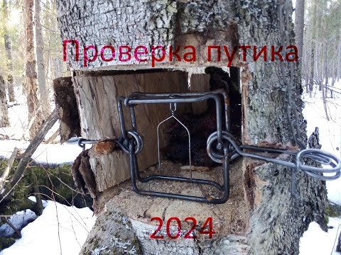 Проверка путика 2024 г. Промысел куницы гуманными капканами. Первый трофей в новом году.