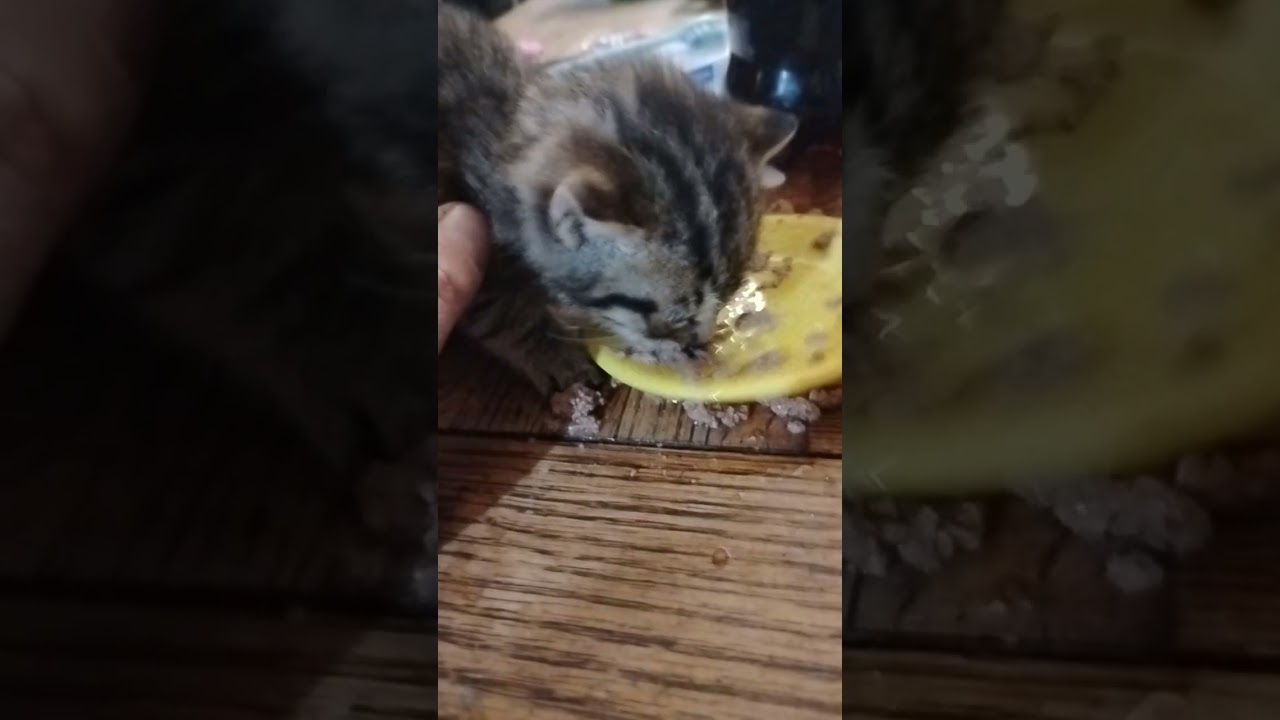 taking care of junior 