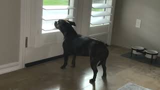 Staffy Can't Get Enough Of The Window Blinds by PUDDY THE DOG 1,105 views 1 month ago 2 minutes, 46 seconds