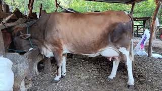 July 31, 2026 Dairy cows available #50363082557