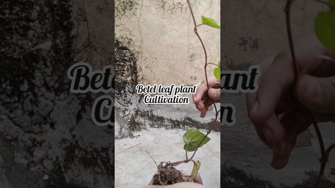 Betel leaf plant propagation #betel_leaf #betel #betelleaf