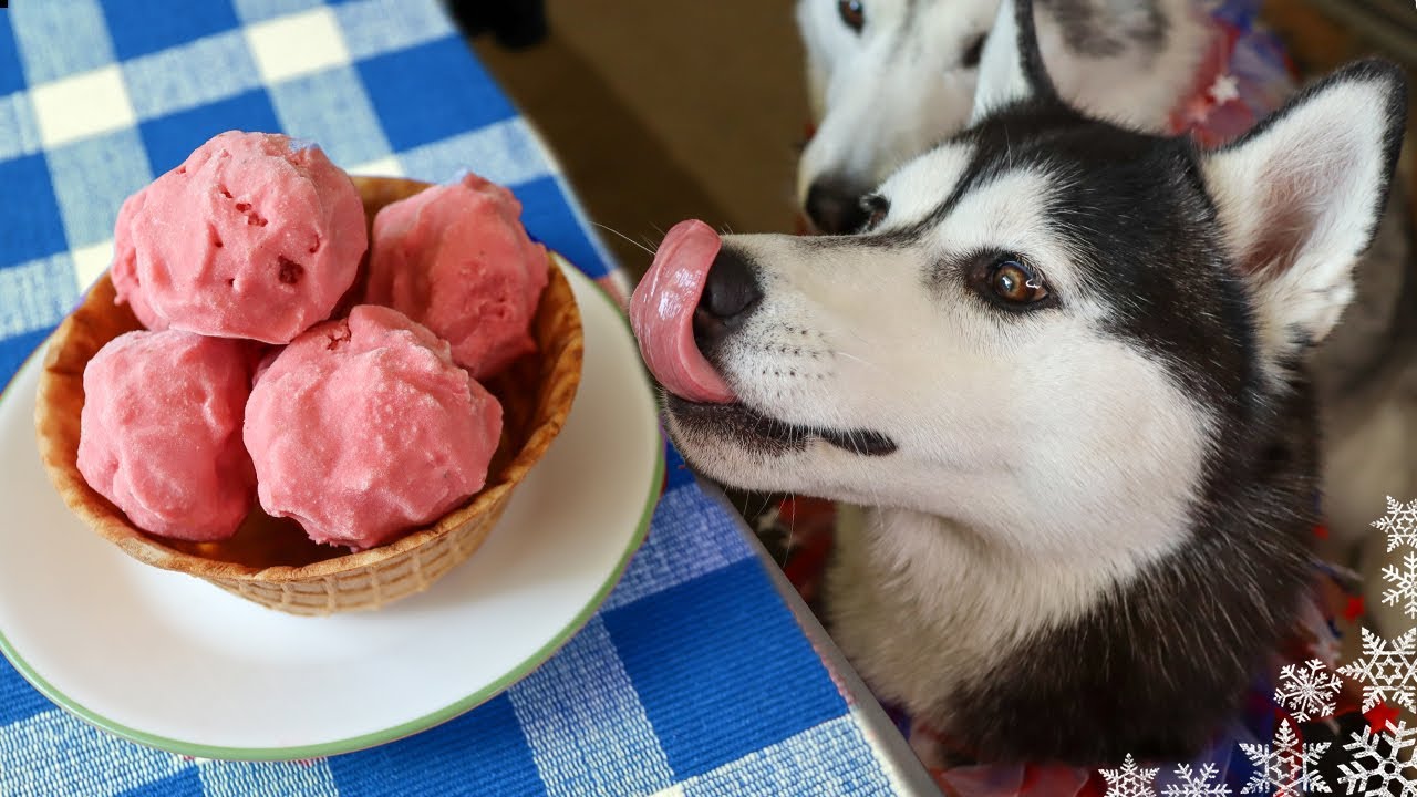 DIY Dog Ice Cream Recipes  Healthy Paws Pet Insurance