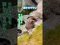 【コツメカワウソ】逆さカワウソ【サンシャイン水族館】#shorts #水族館