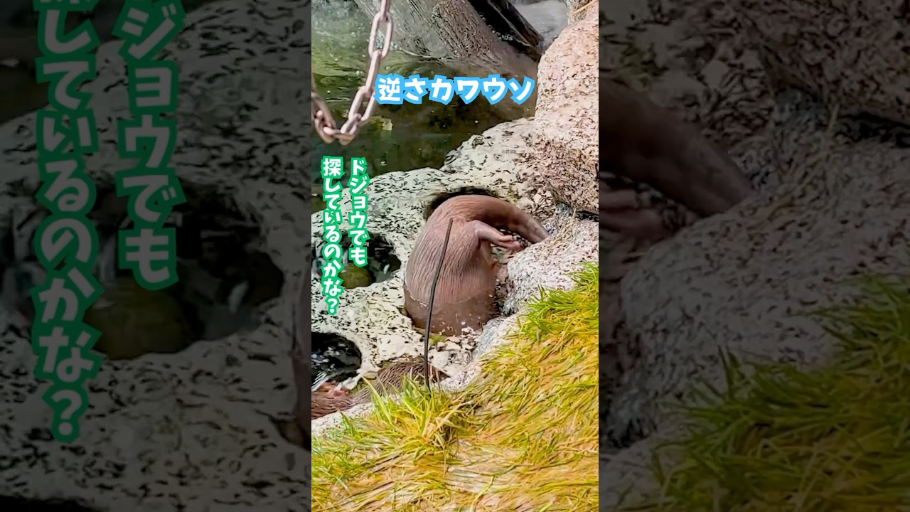 【コツメカワウソ】逆さカワウソ【サンシャイン水族館】#shorts #水族館