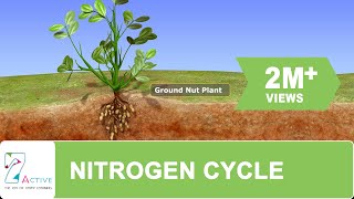 NITROGEN CYCLE