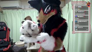 【fursuit/獣化#124】水曜のもふもふタイム🐾【ジュージュー/JuuJuu】#fursuit #獣化 #live