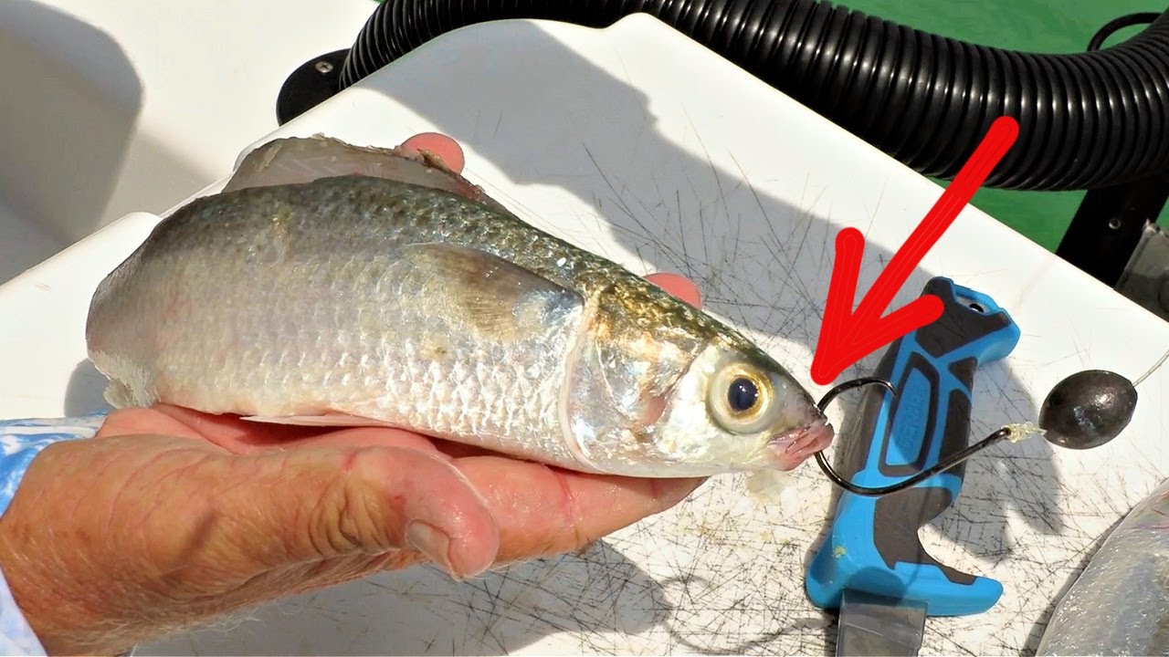 This Is How To Catch Tarpon On Cut Bait 