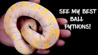 Snake Rack Tour!  See My Best Ball Pythons!