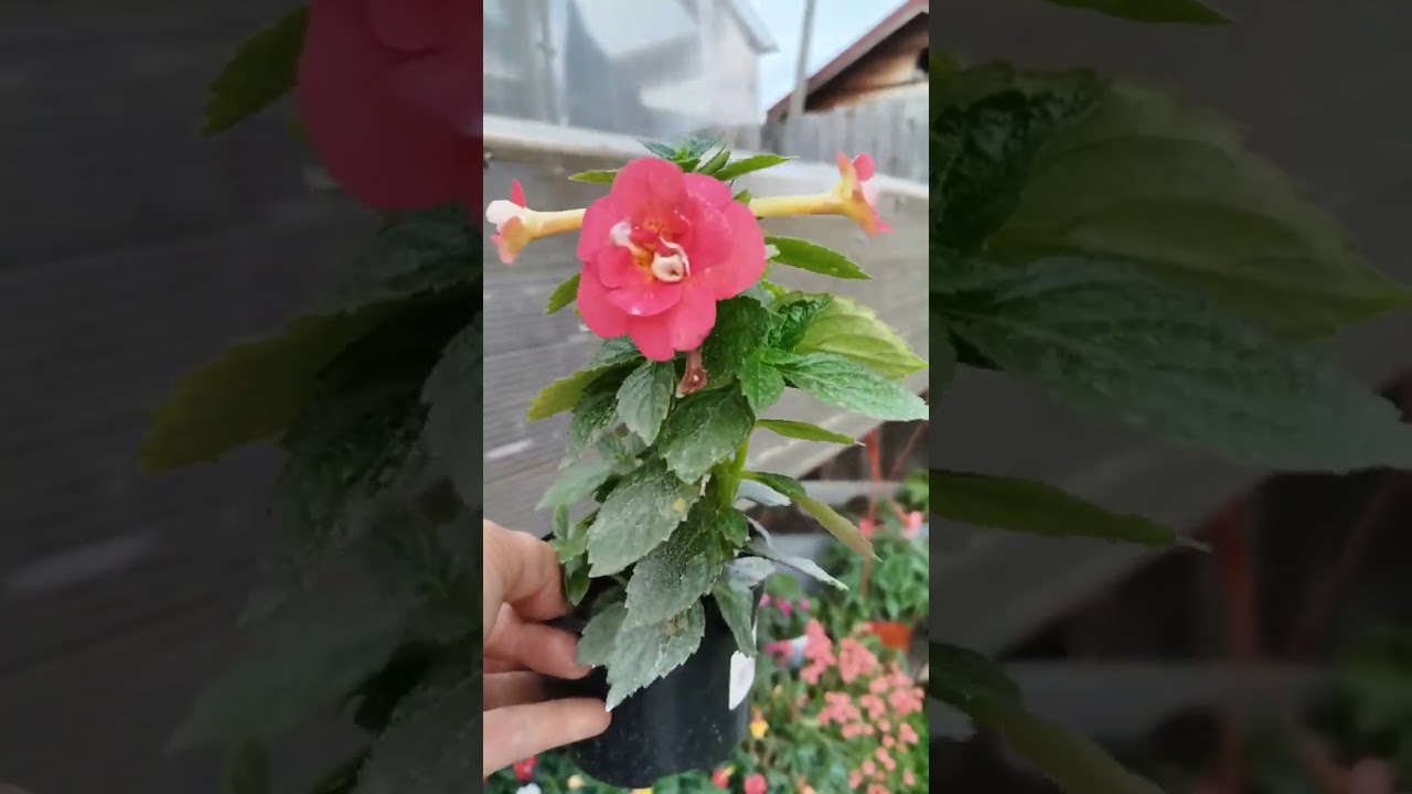 АХИМЕНЕСЫ. РОЖДЕНИЕ НОВОЙ КОЛЛЕКЦИИ ЦВЕТОВ.