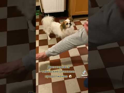 Дрессировка тибетский спаниель