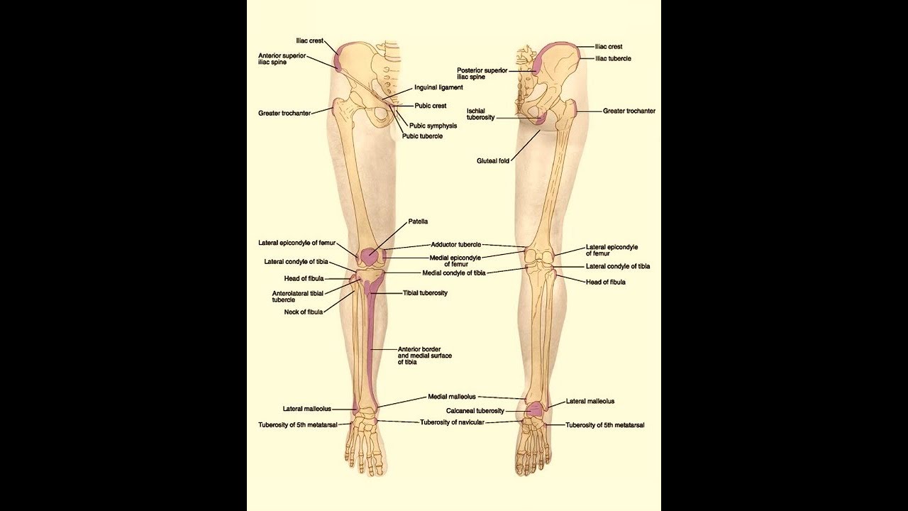 Magdy said anatomy series,lower limb, anatomical features of hip bone,v