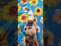 #jellycat #funny #cute