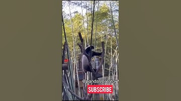 Watch out! Panda falling 🫣🐼 #panda #pandas #pandalover #bamboopanda #funny #shorts #wildlife