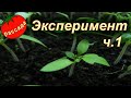 БИО ТЕХНОЛОГИЯ ВЫРАЩИВАНИЯ РАССАДЫ - ЭКСПЕРИМЕНТ!