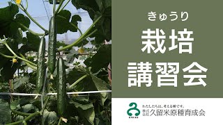 きゅうり栽培#1／露地栽培(2/2)～定植から摘芯まで～ 久留米原種育成会