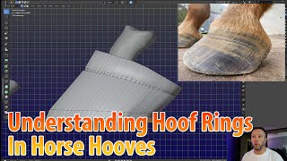 Understanding The Hoof Wrinkle Or Hoof Ring In A Horse Using 3D