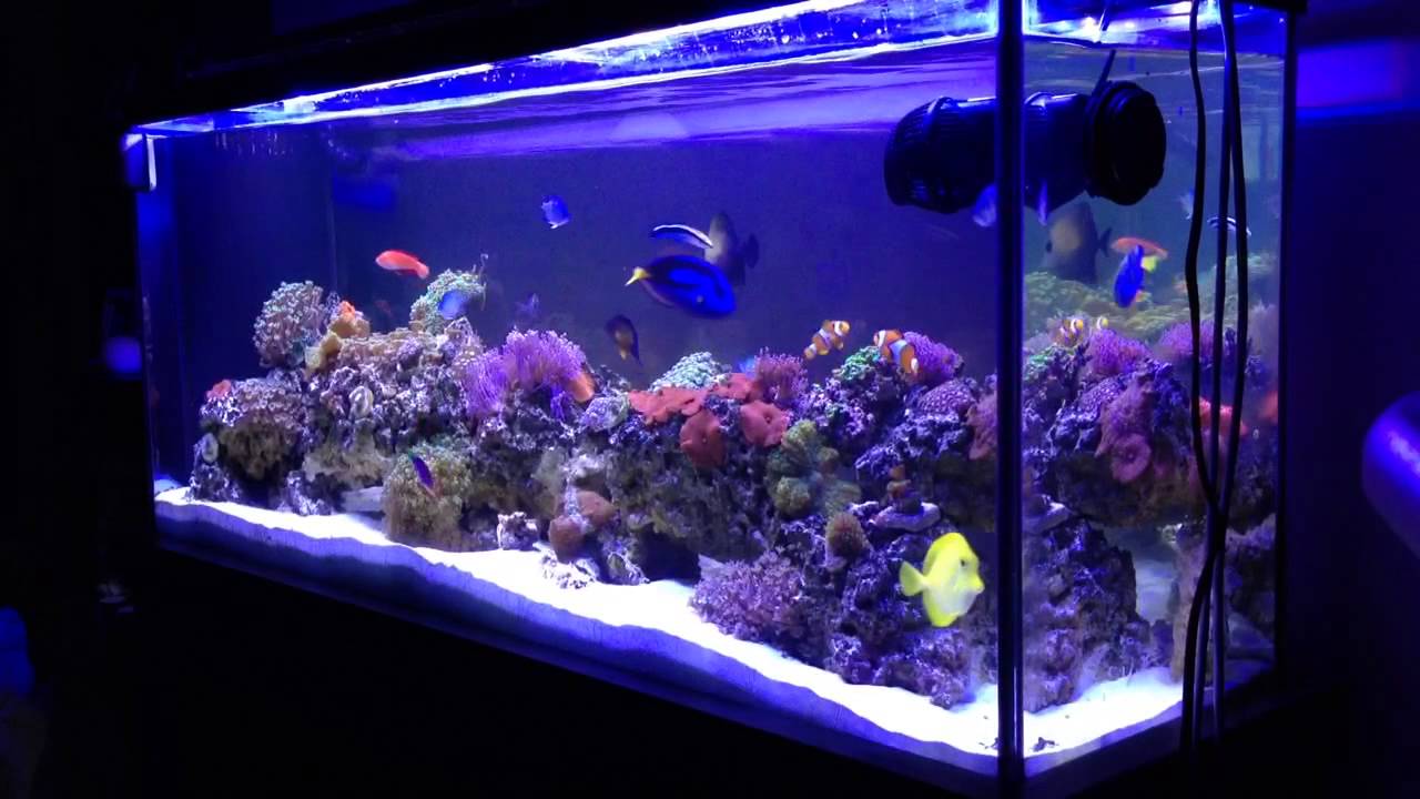 55 gallon aquarium saltwater YouTube