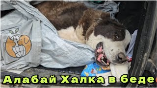 видео: Халке снова потребовалось помощь спасателей, когда её новый хозяин серьезно заболел. Спасение алабая картинка: Халке снова потребовалось помощь спасателей, когда её новый хозяин серьезно заболел. Спасение алабая