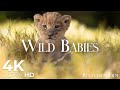 Cute Wild Animals 4K • Animals Relaxation Film with Gentle Relaxing Music • Video UltraHD