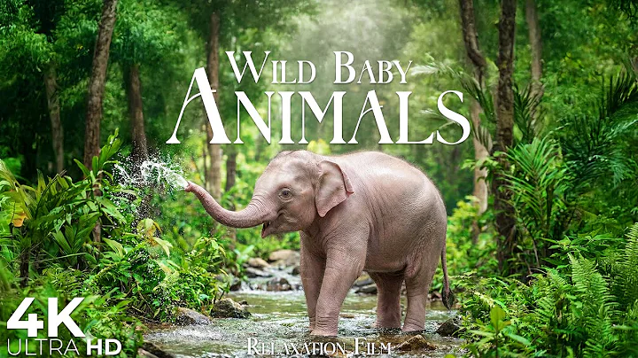 Wild Baby Animals 4K • Beautiful Wildlife Relaxation Film with Deep Relaxing Music | 4K Ultra HD
