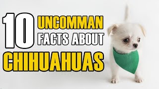 10 Unbelievable Facts About Chihuahua Dogs by Puppies Club 1,556 views 1 year ago 9 minutes, 19 seconds