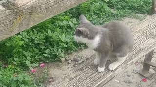 Little Cute Cat by the Rose Tree